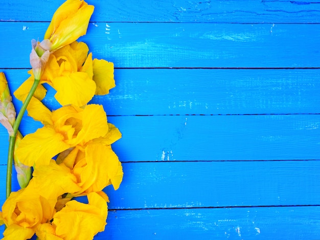 Florecimiento de iris amarillo en una superficie de madera azul