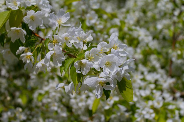 Florecimiento del manzano.