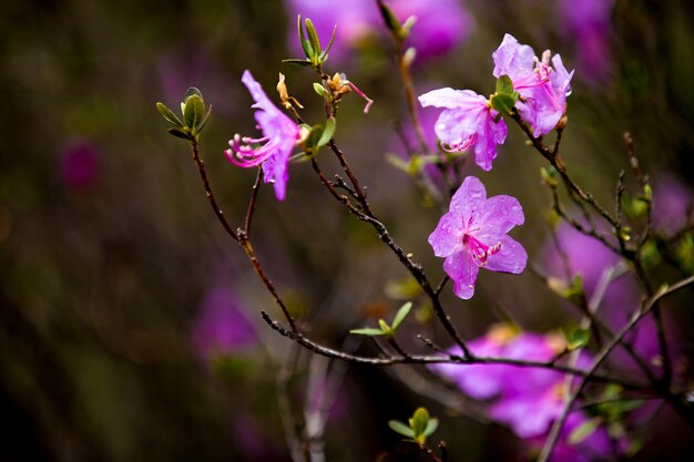 El florecimiento de maralnik en Altai en la primavera.