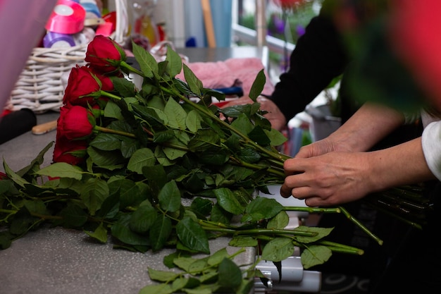 Floreria en el trabajo Primer plano manos femeninas rosas cortadas Mujer haciendo un ramo de rosas rojas para el día de San Valentín Rosas frescas para la entrega del ramo