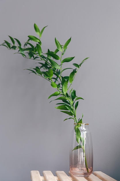 Florero con una rama de una planta verde sobre un fondo gris aislado