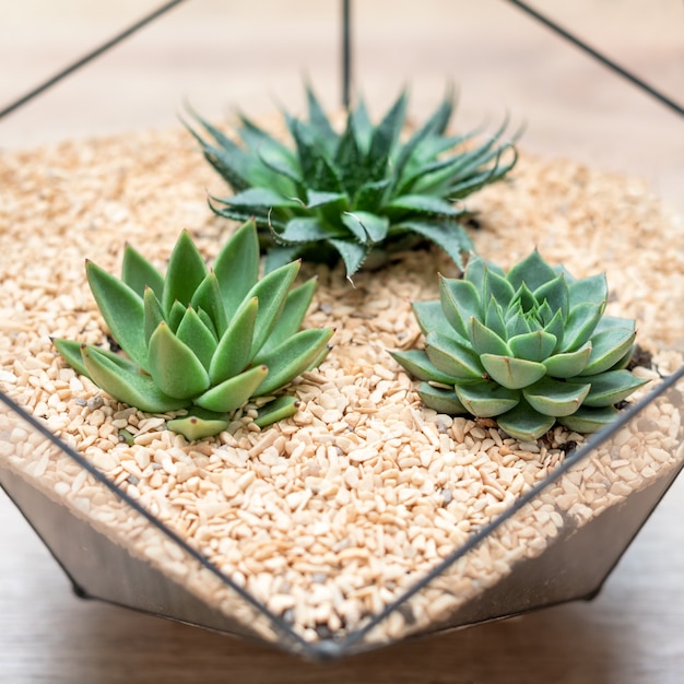 Florero de vidrio con plantas suculentas y pequeños cactus sobre madera