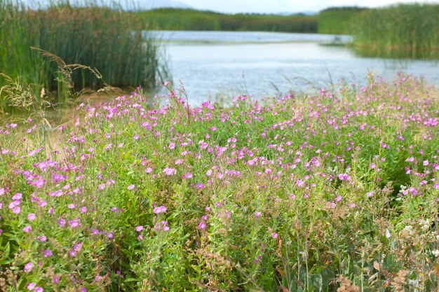 Flores à beira do lago