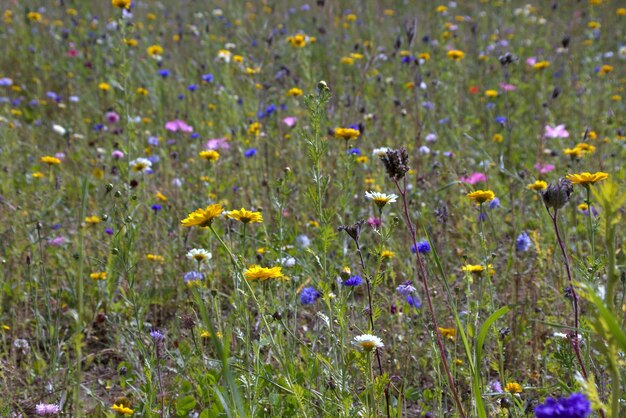 Flores a florescer ao ar livre