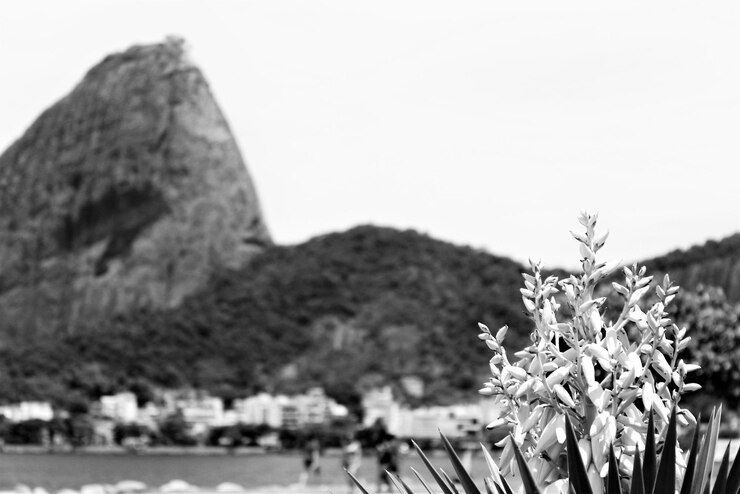 Foto flores a florescer contra a montanha de pão de açúcar
