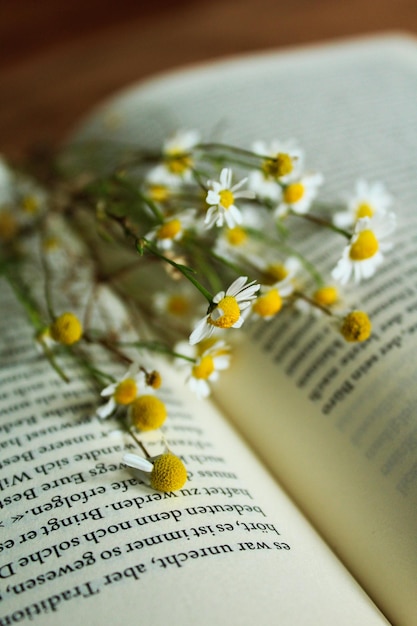 Flores a florescer entre as páginas