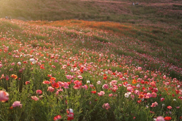 Foto flores a florescer no campo