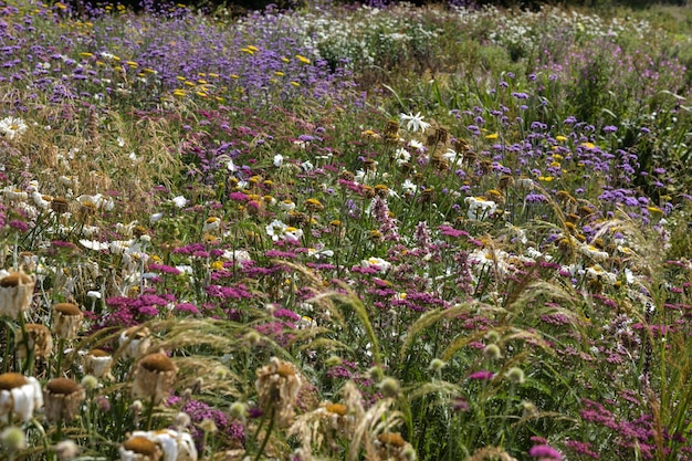 Flores a florescer no campo
