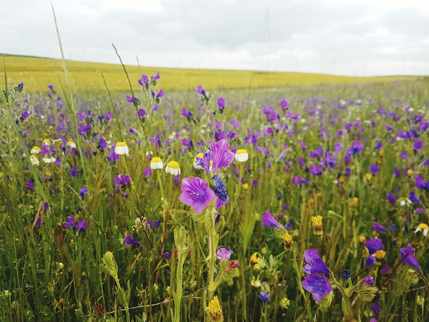 Flores a florescer no campo