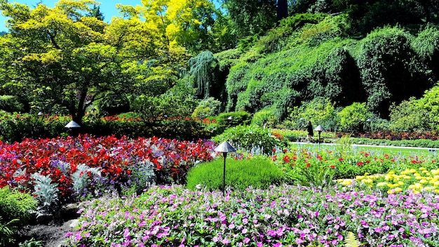 Flores a florescer no parque