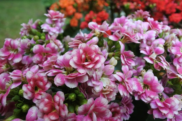 Flores a florescer no parque