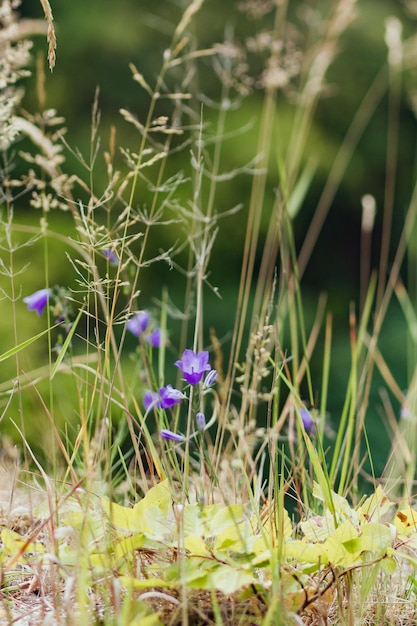 Flores a florescer no quintal
