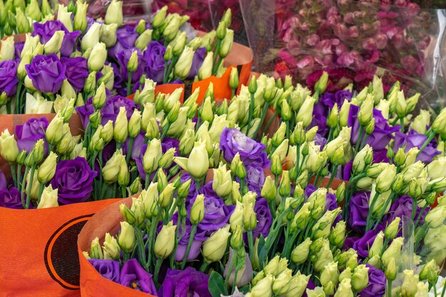 Flores à venda em um mercado de flores, Amsterdã, Holanda. Flora.