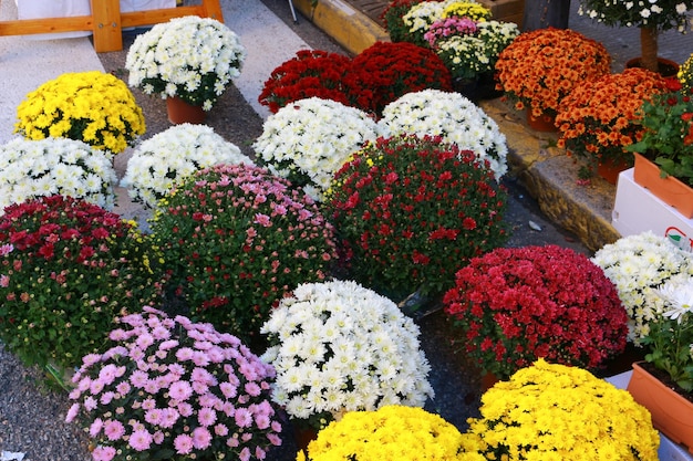 Flores à venda