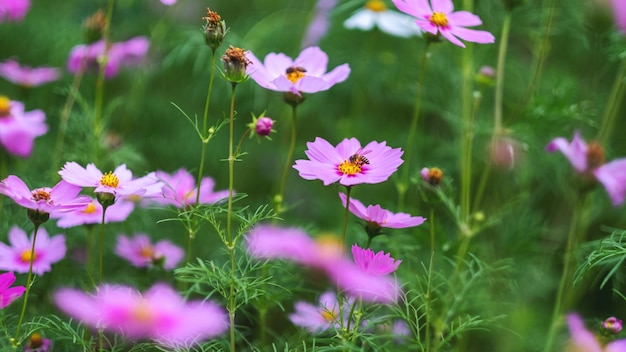 Flores de abeja y cosmos rosa en el jardín.