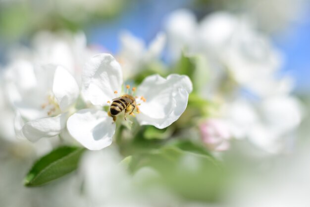 Flores de abeja y manzana blanca