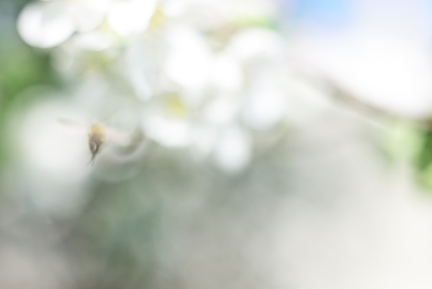 Flores de abeja y manzana blanca