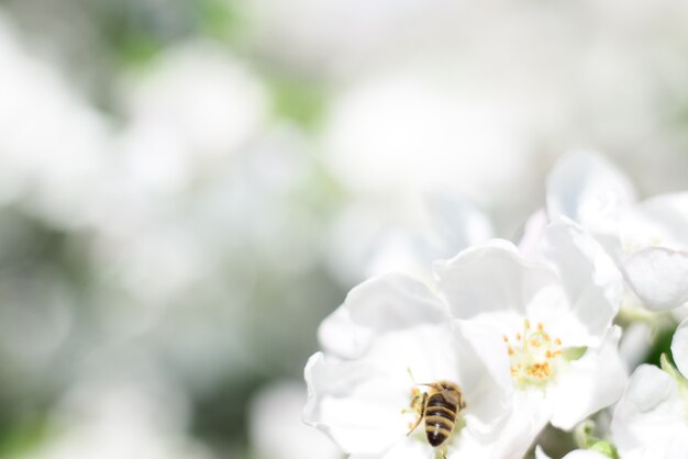 Flores de abeja y manzana blanca