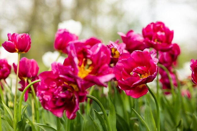 Foto flores abertas de tulipas em forma de peônia vermelha brilhante em um leito de flores na holanda