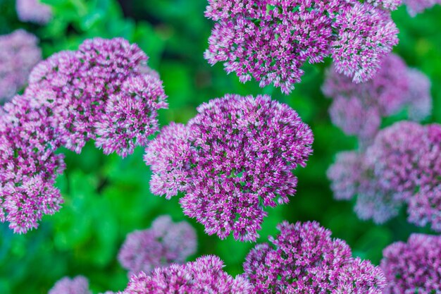 Flores abstratas cor-de-rosa com fundo verde desfocado fecham