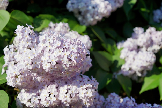 Foto flores abstratas em arbustos de um lilás em flor na primavera