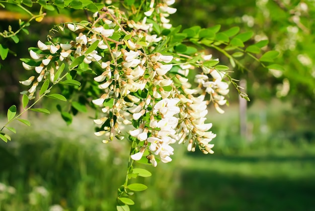 Flores de acacia blanca en un parque en primavera.