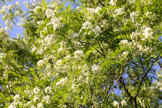 Flores de acacia blanca en un parque en primavera.