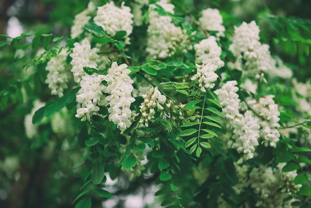 Flores de acacia blanca