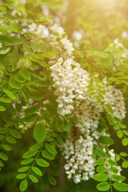 Flores de acacia blanca | Foto Premium