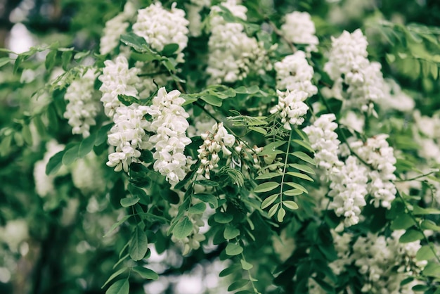 Flores de acacia blanca