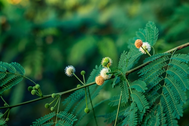 Flores de acacia espinosa sobre un fondo natural borroso