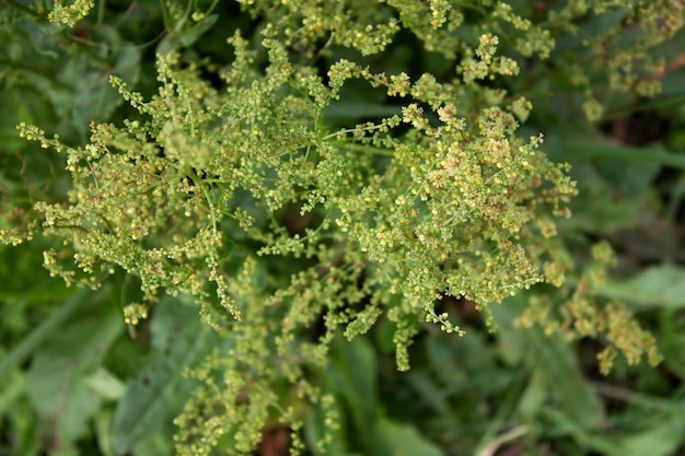 Flores de acedera de cerca en el foco seleccionado de fondo borroso verde brillante