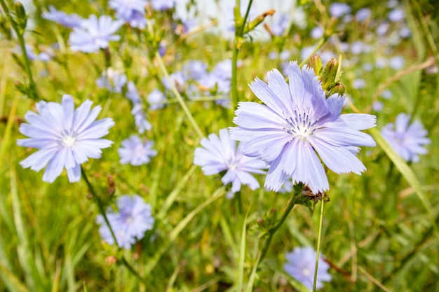 Flores de achicoria azul en un campo