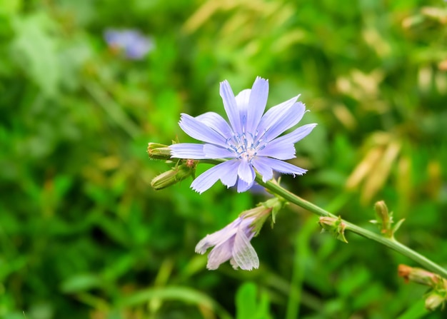 las flores de achicoria azul crecen en un tallo en un jardín de flores. concepto de cultivo de plantas medicinales