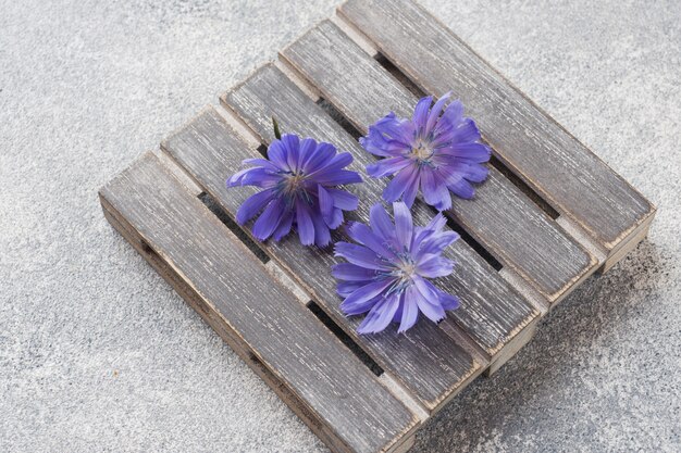 Flores de achicoria azul sobre una mesa gris. De cerca.