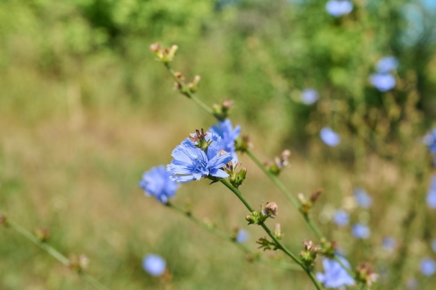 Flores de achicoria azul