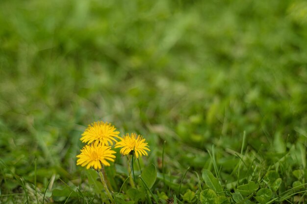 Foto flores de achicoria con bokeh al amanecer flores florecientes del valle sobre fondo de hierba verde borrosa