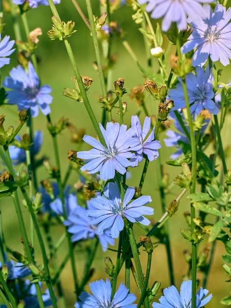 Flores de achicoria en el prado.