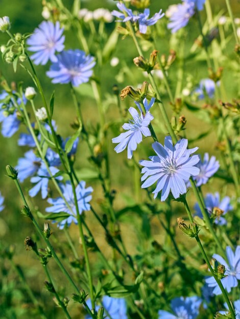 Flores de achicoria en el prado.