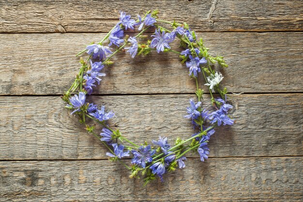 Flores de achicoria sobre fondo de madera rústico. Planta medicinal cichorii. Copia espacio