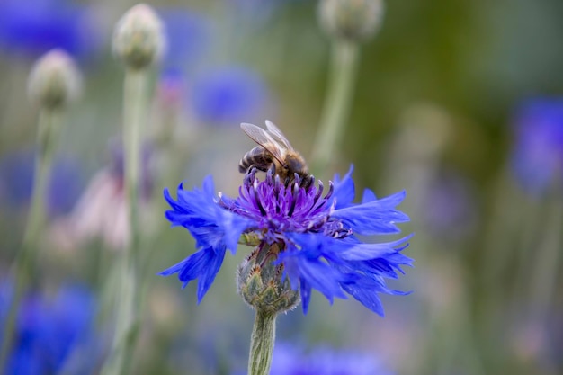 Flores de aciano azul con una abeja