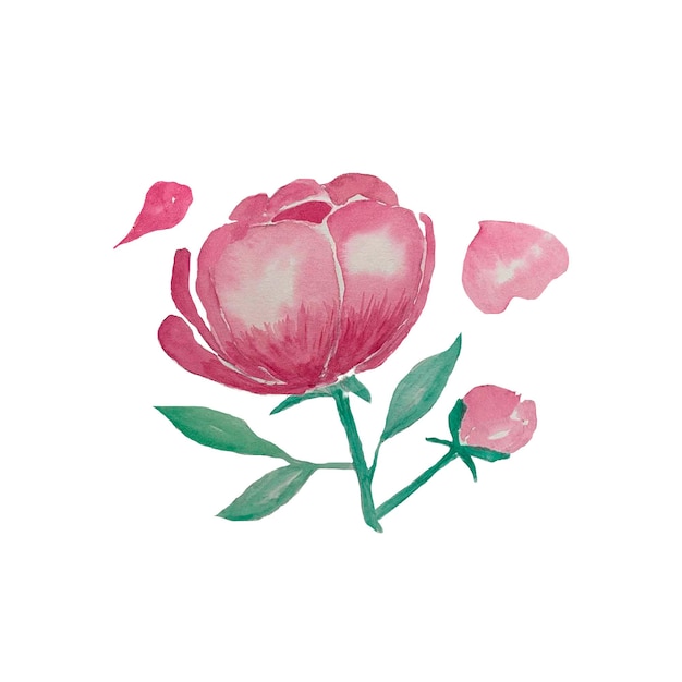 Flores de acuarela de peonía rosa. Capullo de peonía rosa, ilustración de acuarela de hojas de peonía. Dibujado a mano