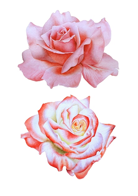 Flores de acuarela. Rosa. Ilustración. Dibujado a mano.