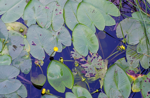 flores acuáticas