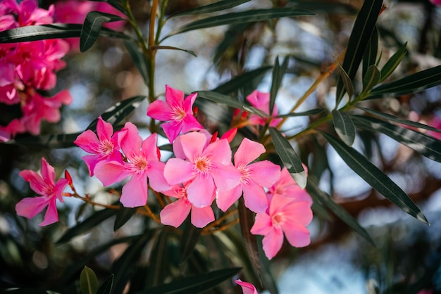 Foto flores de adelfa rosa brillante contra el cielo azul