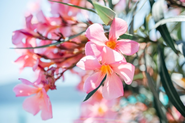 Foto flores de adelfa rosa en el paisaje de verano junto al mar