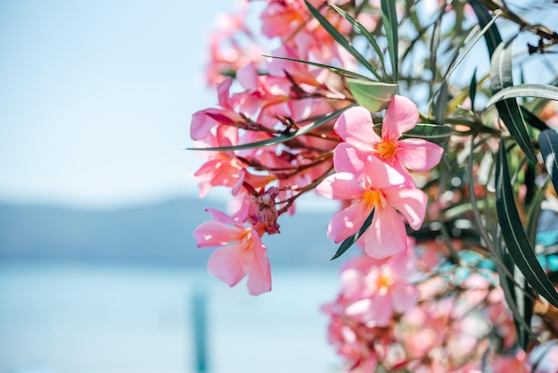 Flores de adelfa rosa en el paisaje de verano junto al mar