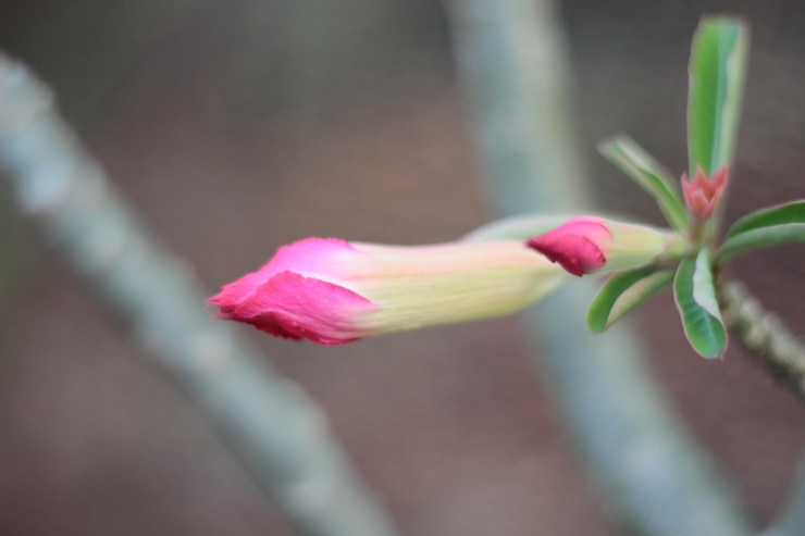 Foto las flores de adenio rosadas con hojas verdes borrosas en el fondo adenio obesum es una planta de interior colorida