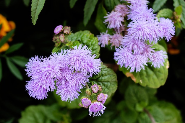 Flores de ageratum púrpura entre hojas verdes primer plano