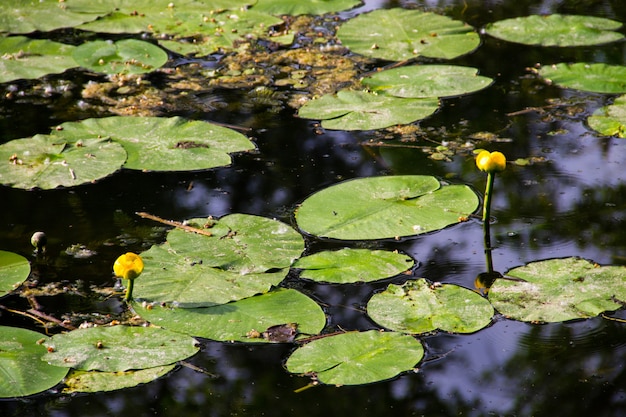 Foto flores de agua amarilla (nuphar lutea) en el lago